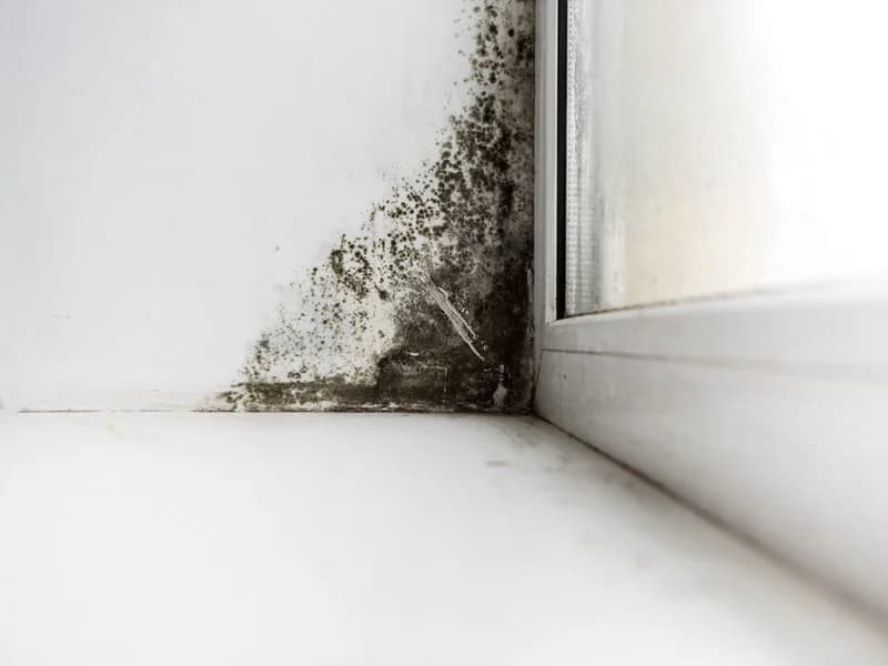 Mold Inspection in South Jersey: When to Test and Why