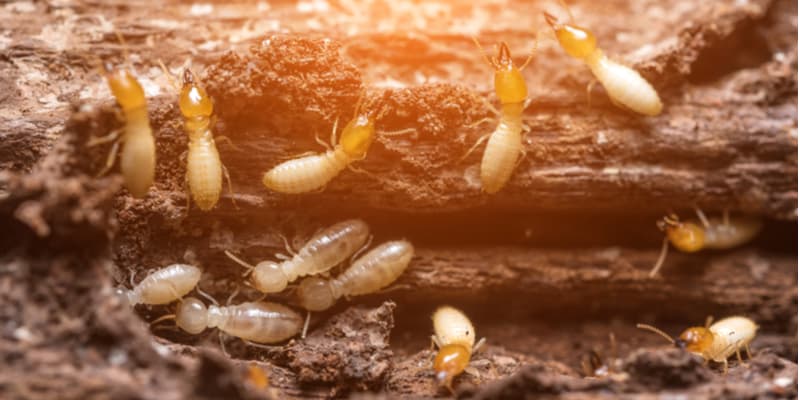 Termites in damaged wood, wood-destroying organisms found during a WDO inspection
