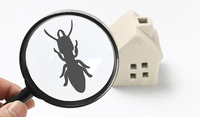WDO & Termite Inspection for FHA and VA Loans in New Jersey
